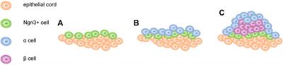 Discoveries in Pancreatic Physiology and Disease Biology Using Single-Cell RNA Sequencing